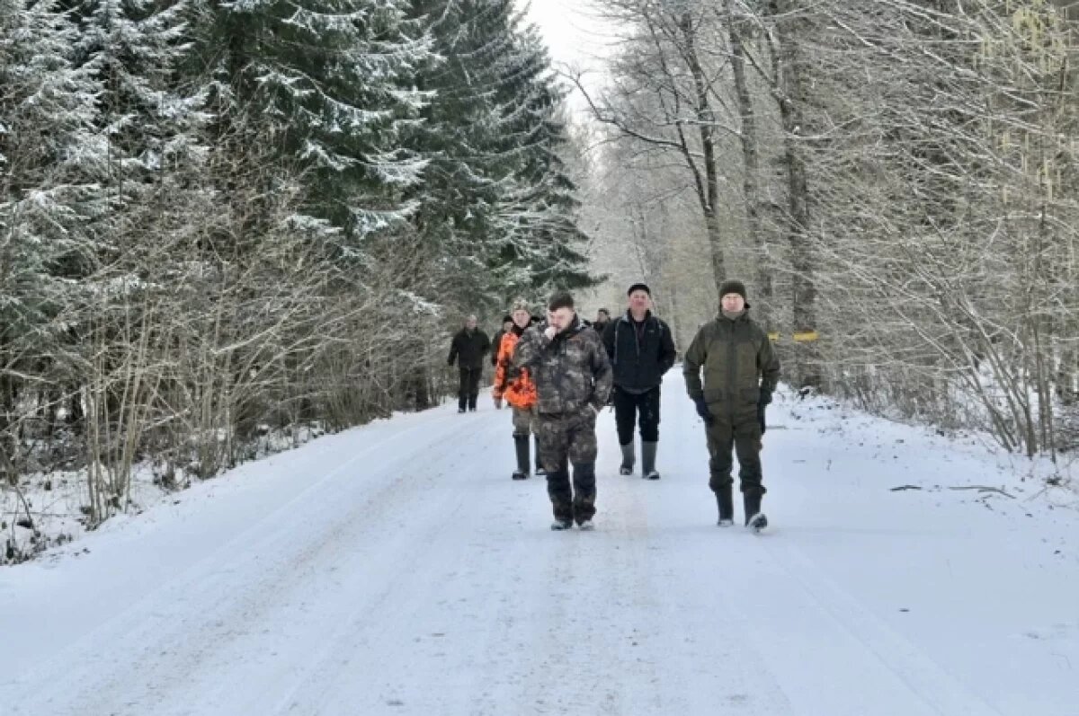    В калининградских лесах проходит учет численности диких животных