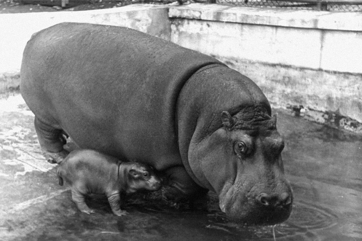 Бегемотик Август родился в 1943 году