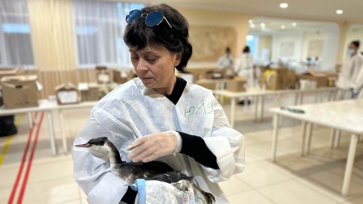    В Крыму находят всё больше птиц, пострадавших от мазута. Фото: Движение «Экосистема»