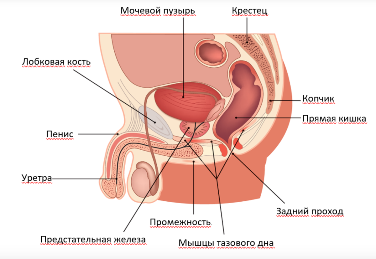 Анатомия тазовых мышц у мужчин