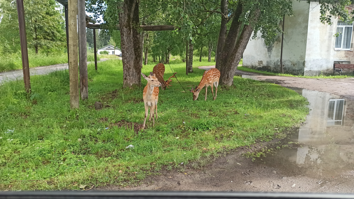 Пятнистые олени в поселке Харлу