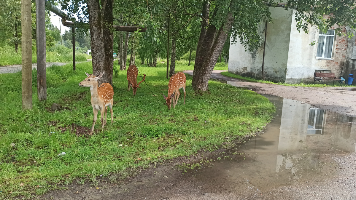 Поселок Харлу