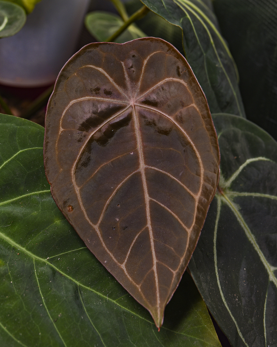 Anthurium forgetii hybrid. Фото: Inviridis
