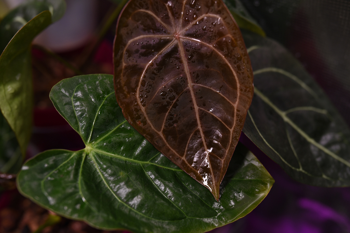 Anthuiriums. Фото Inviridis