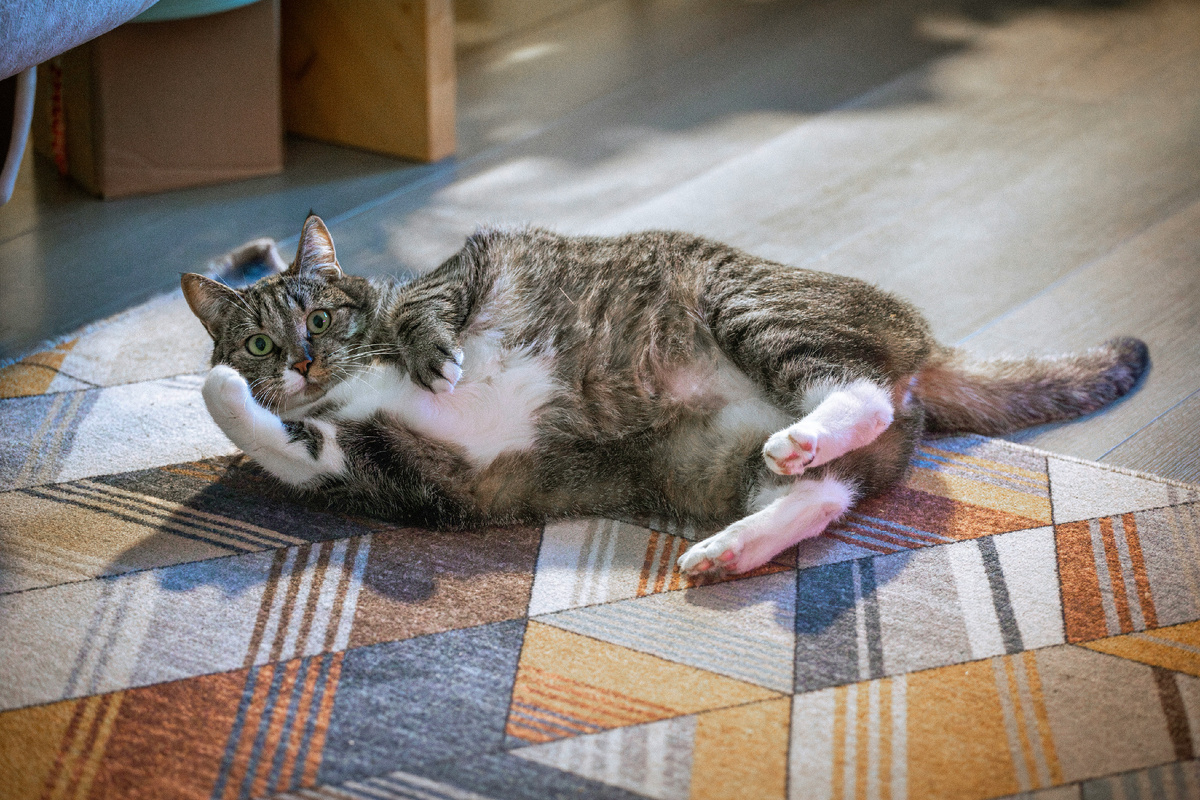 Картинка с бесплатного фотостока https://unsplash.com, автор Tatyana Rubleva