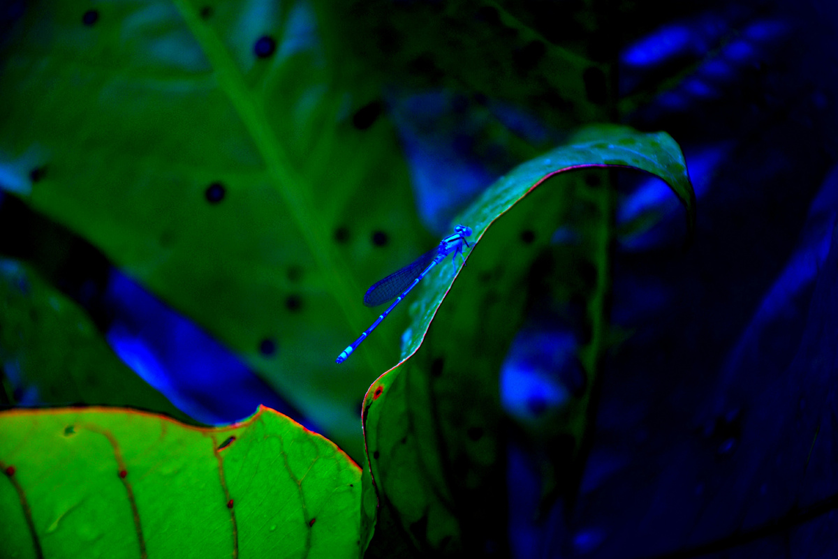 Картинка с бесплатного фотостока https://unsplash.com, автор Golam Rob