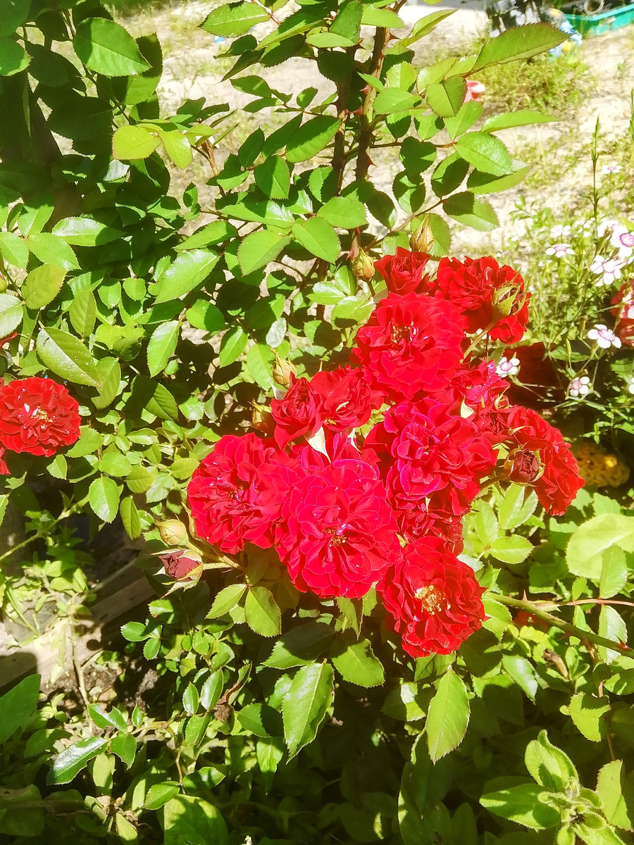 Роза с прошлого сезона 