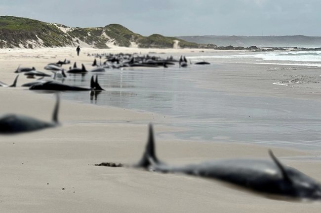    Косатки на берегу Тасмании