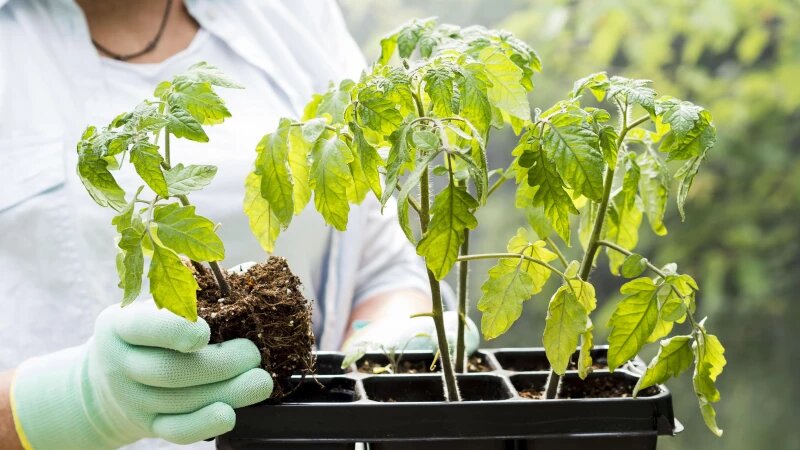     Рассада. freepik.com/Freepik