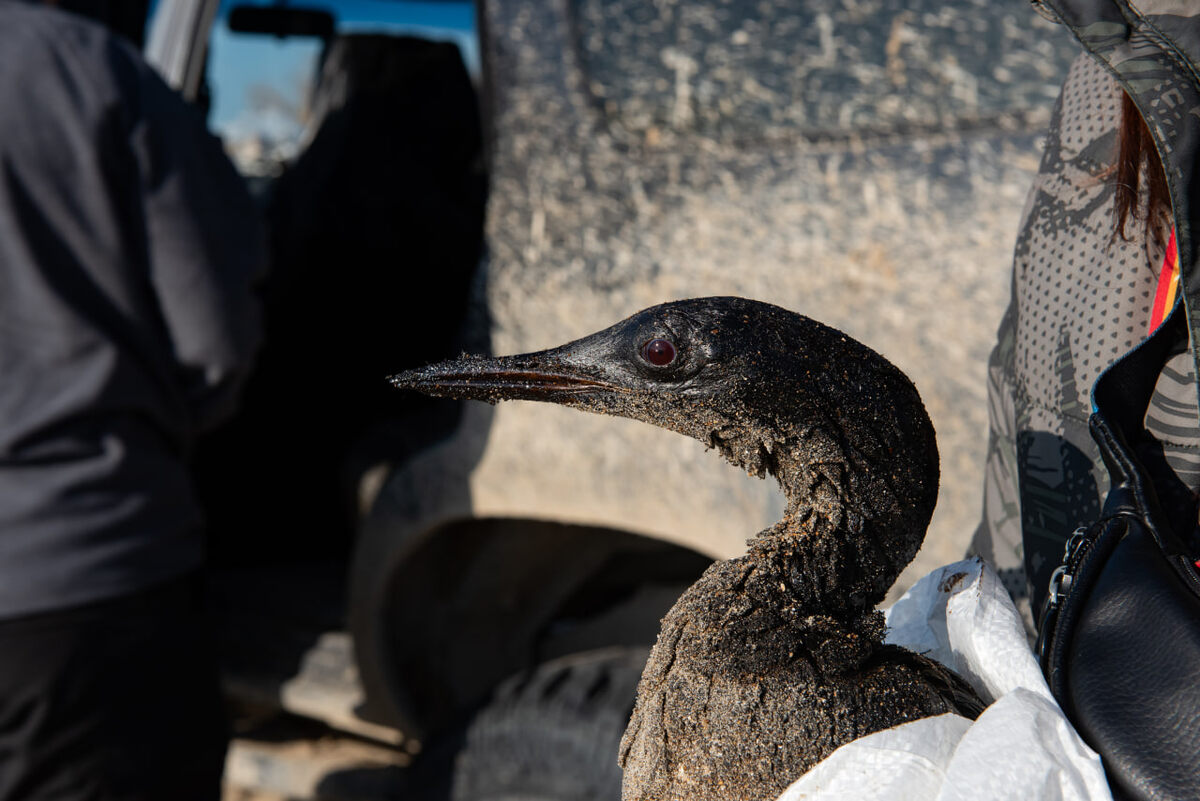 📸 Дмитрий Шаромов