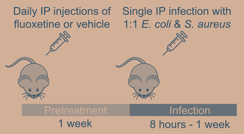   N + 1; Gallant R. M. et al. / Science Advances, 2025.