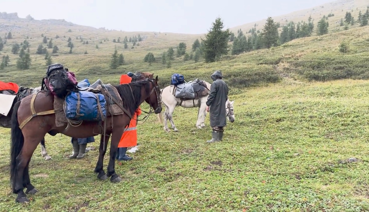 Срочные сборы