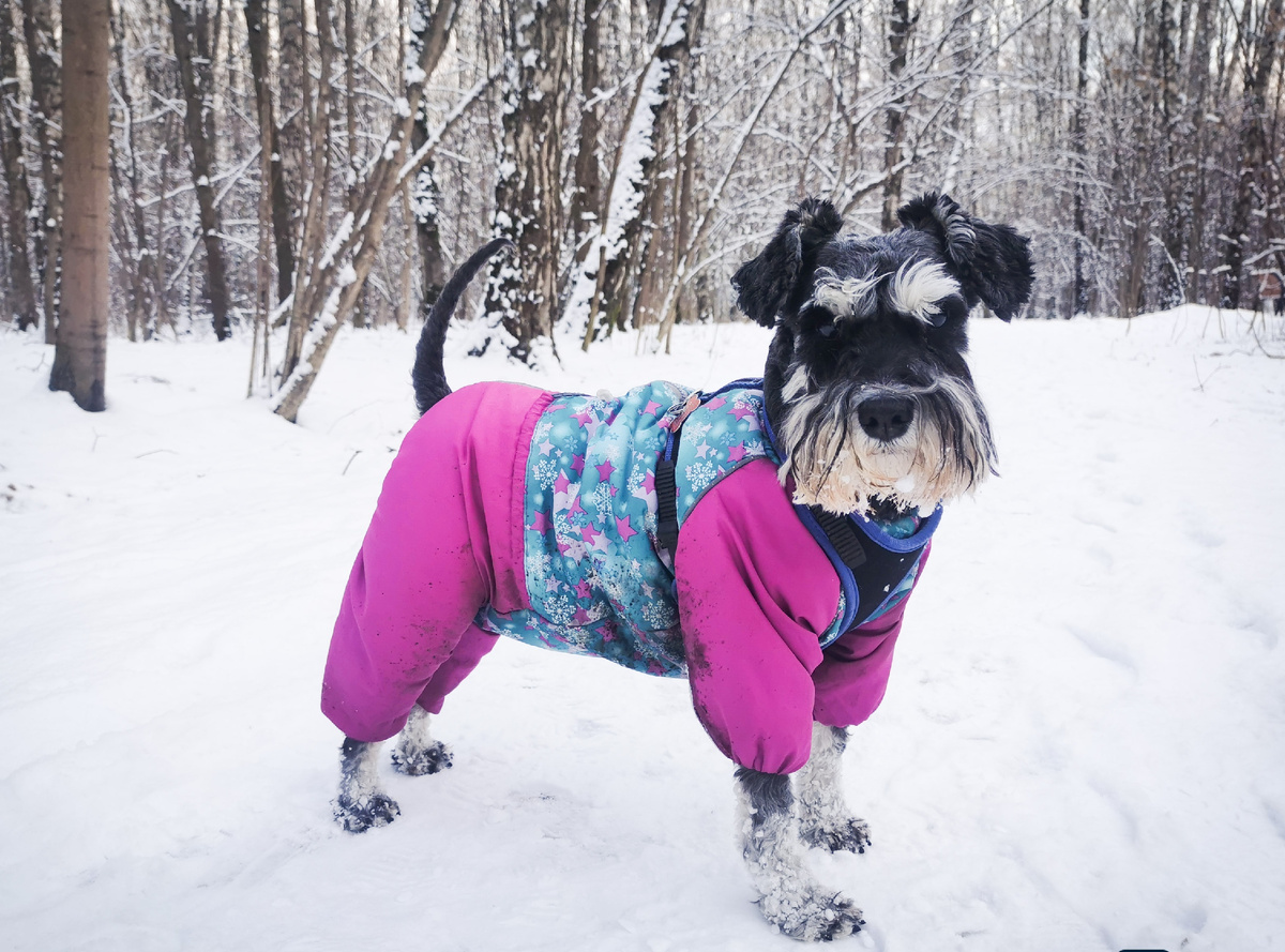 Счастливый пёс, дождавшийся снега