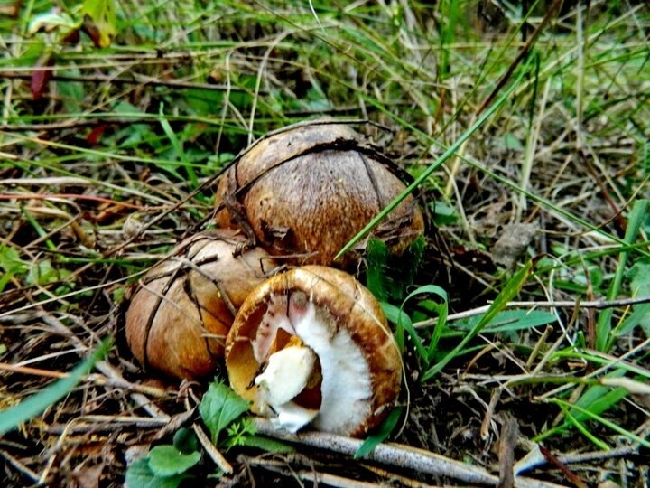 Маслёнок настоящий. Автор фото Ирина Черпакова