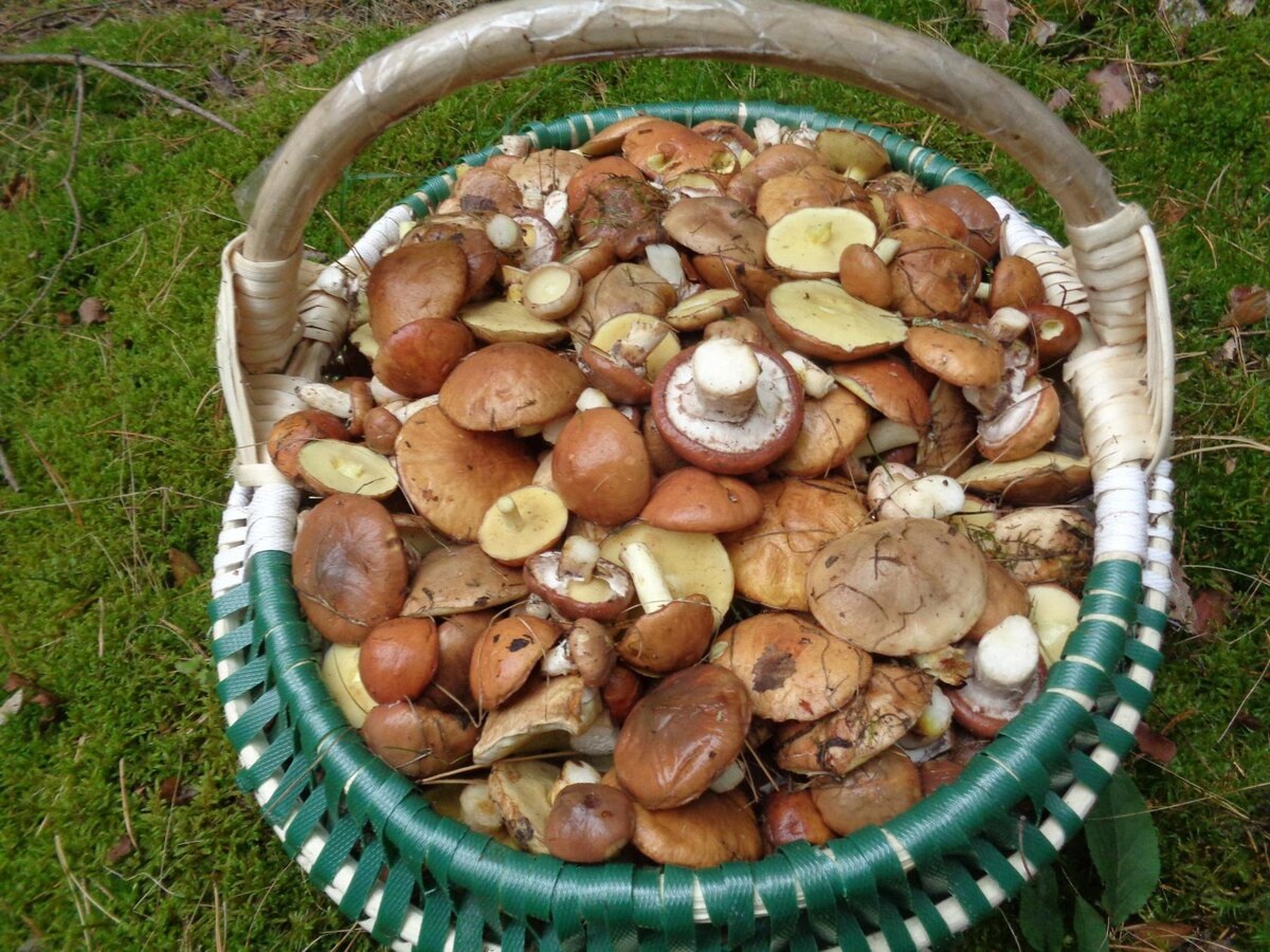 Маслята на фото Анны Л.