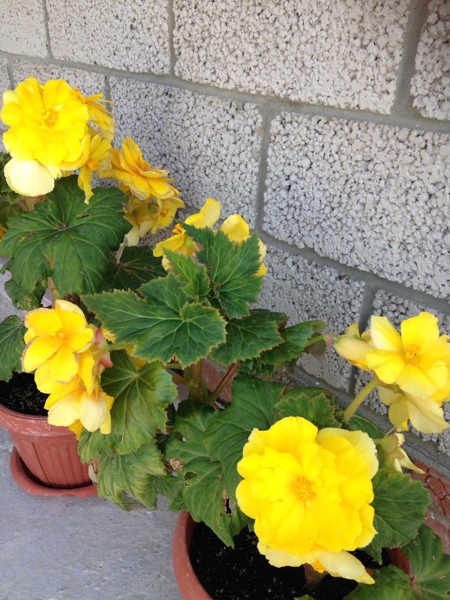 Мои первые клубневые бегонии