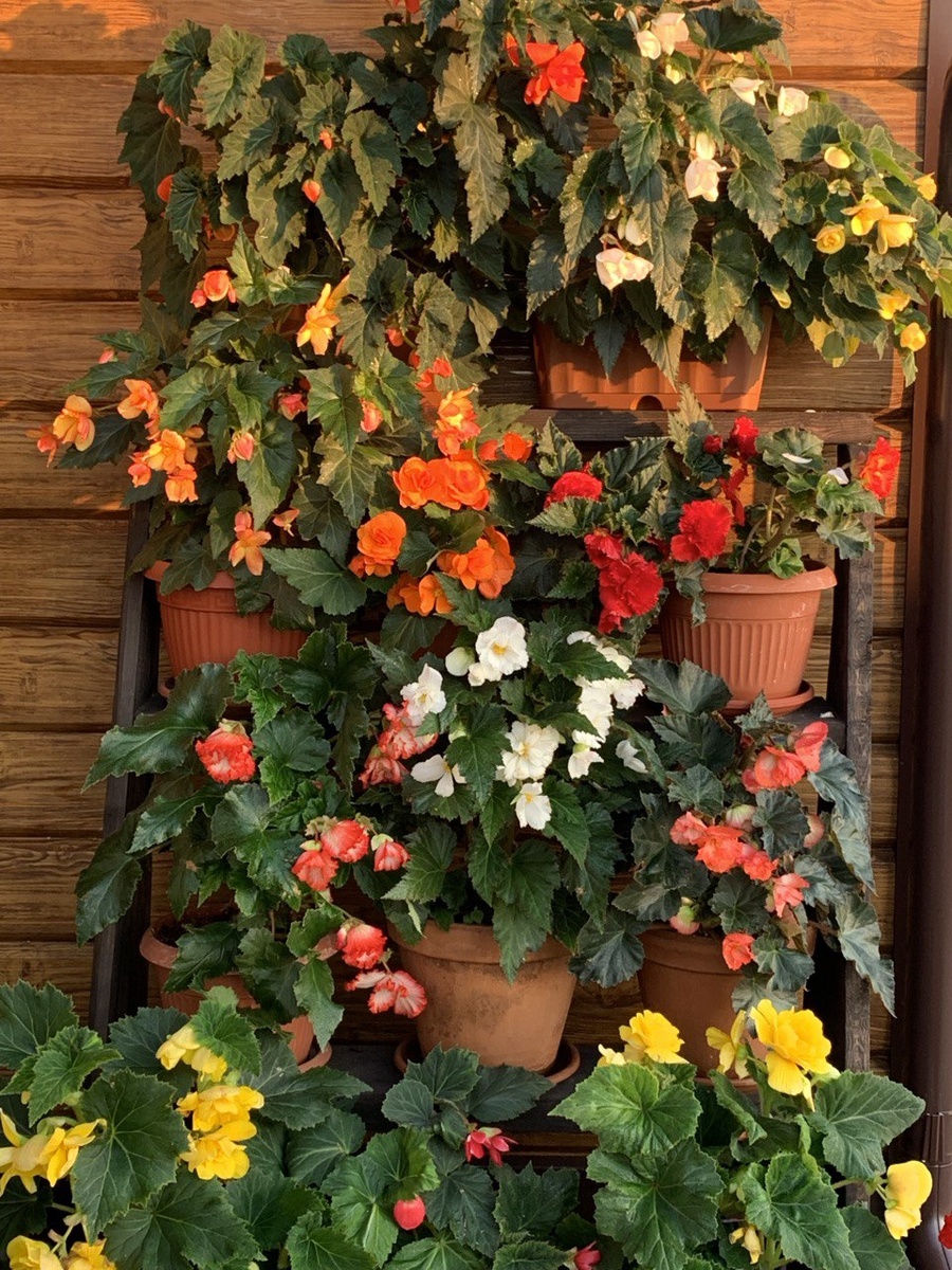 Клубневые бегонии в моем саду