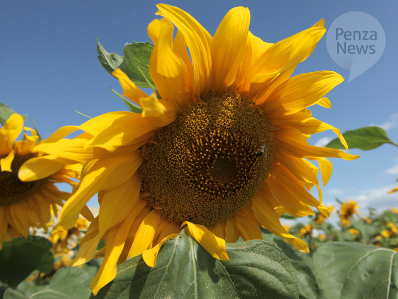    © Фото из архива ИА «PenzaNews»