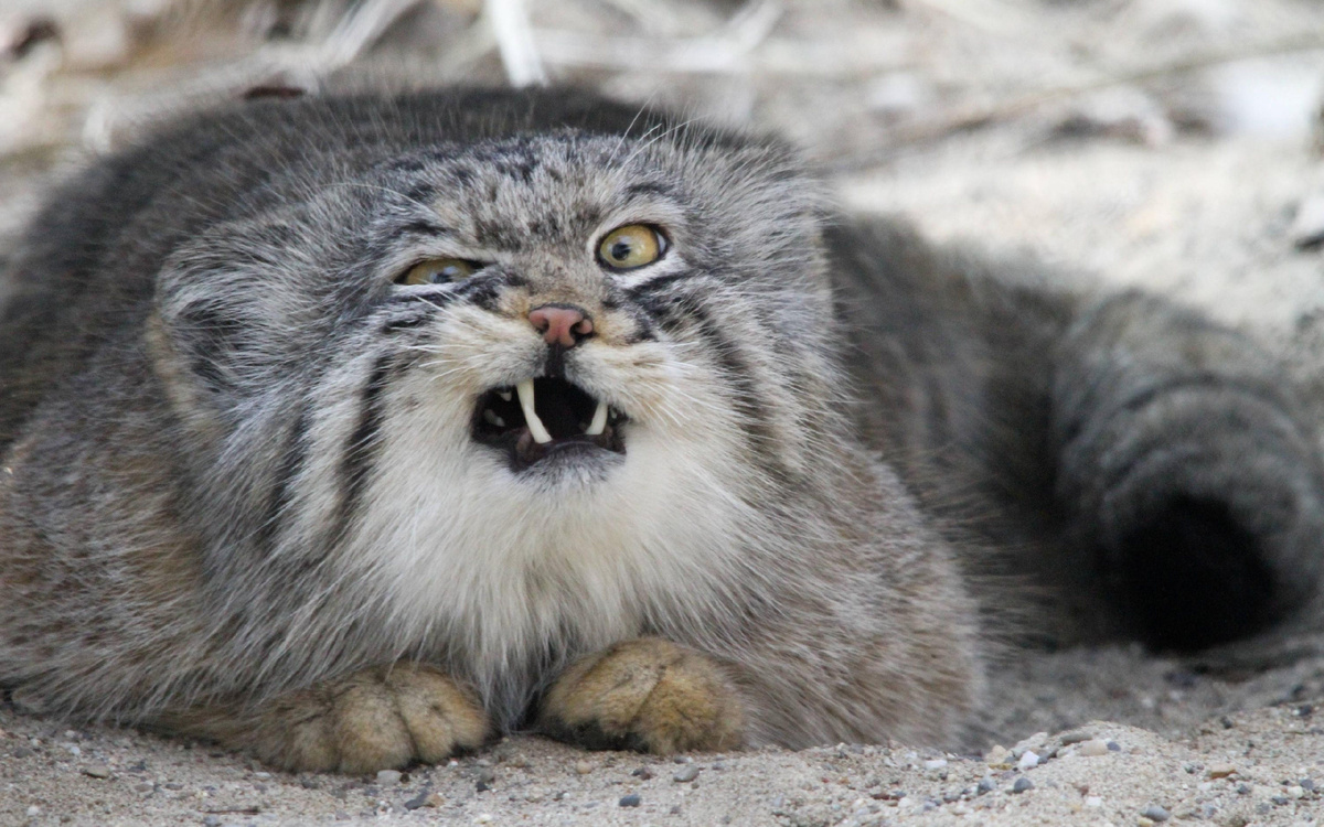 Манул (лат. Otocolobus manul)