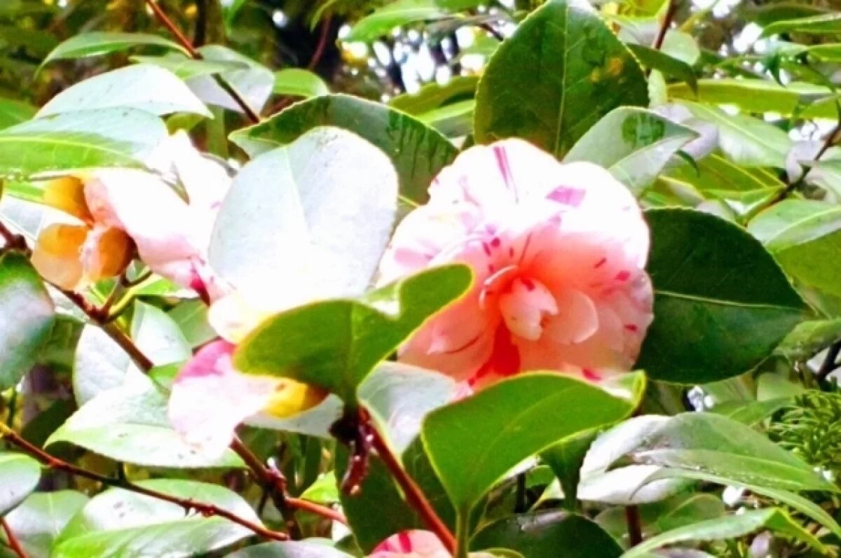    В Сочи расцвела «графиня Оркнейская»