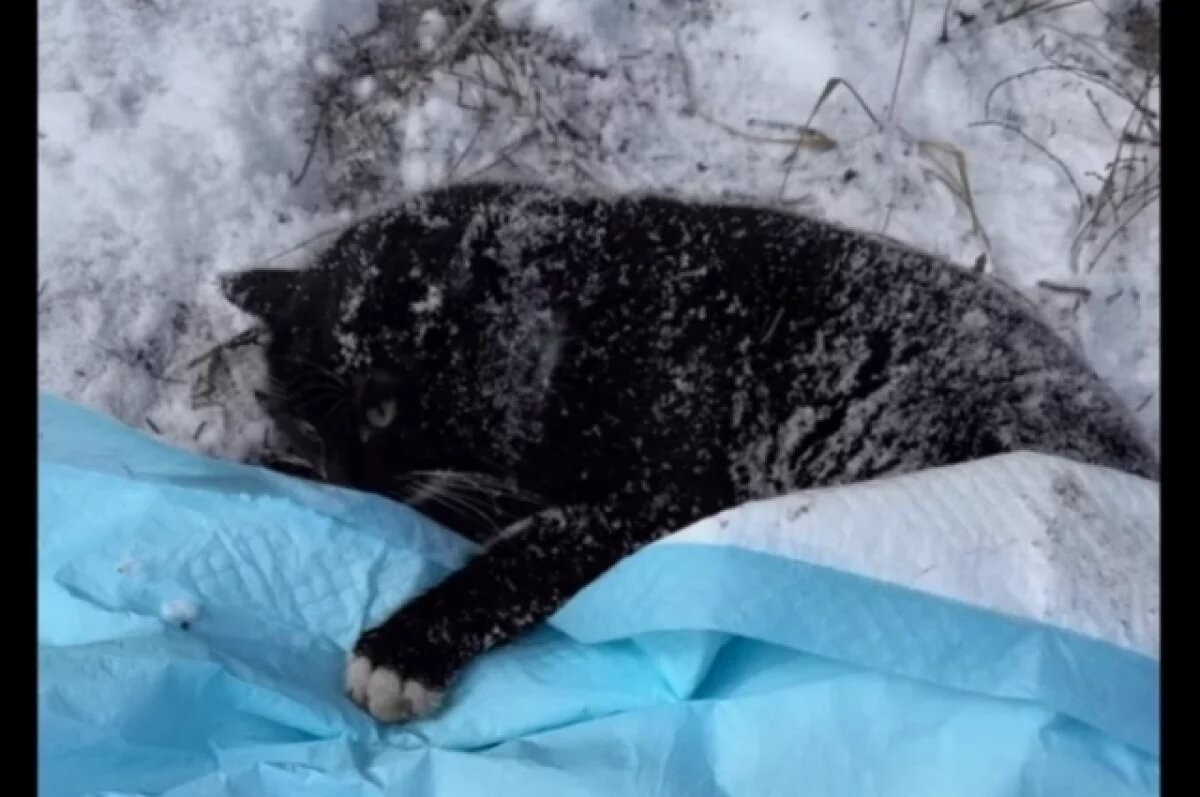    В Твери провели операцию коту, который пострадал в ДТП 18+