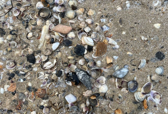    оперативный штаб Краснодарского края