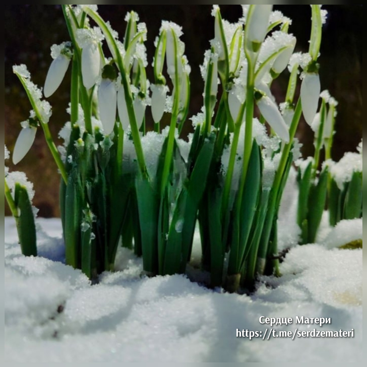 Подснежники..... Весна идет...... 