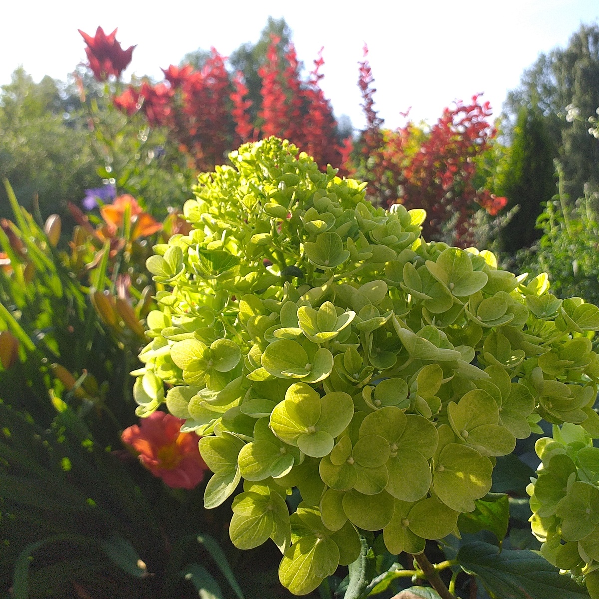 метельчатая гортензия Гарденлайт Брайтлайт, фото автора