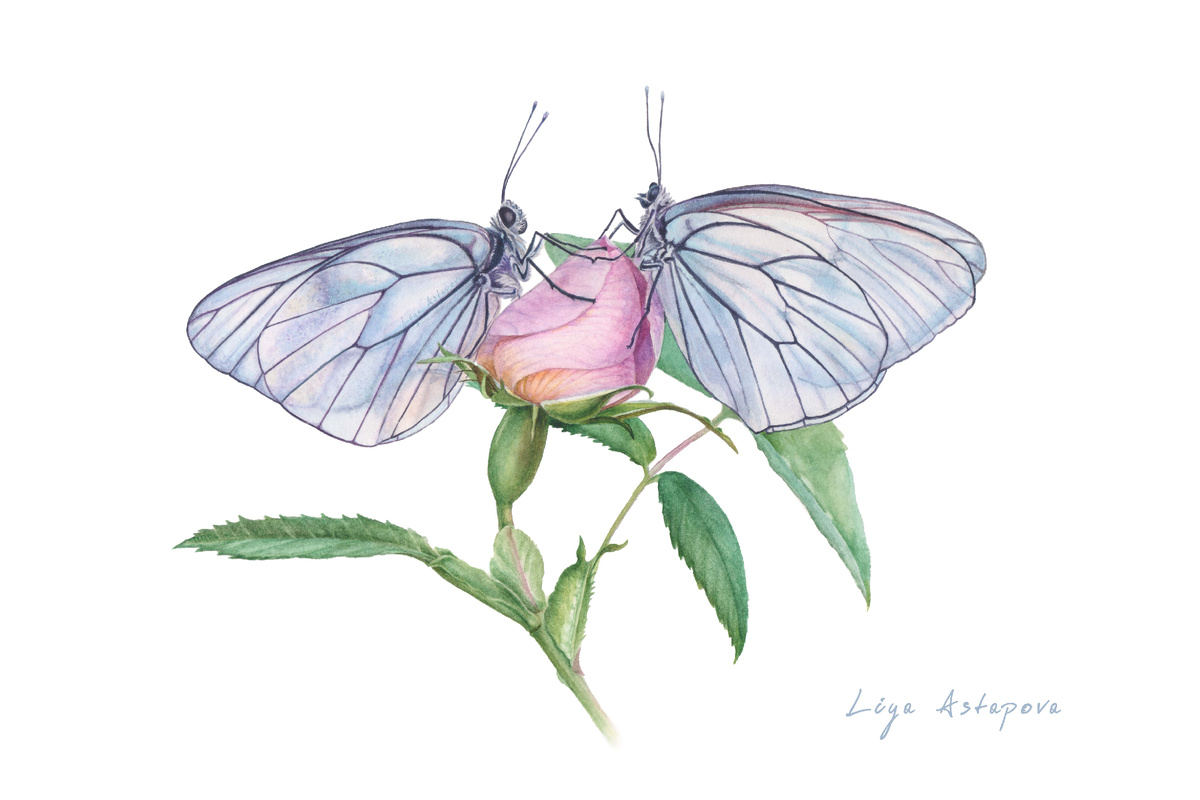 Лия Астапова "Боярышницы на бутоне шиповника" 26х37см, фев. 2025г. бумага, акварель