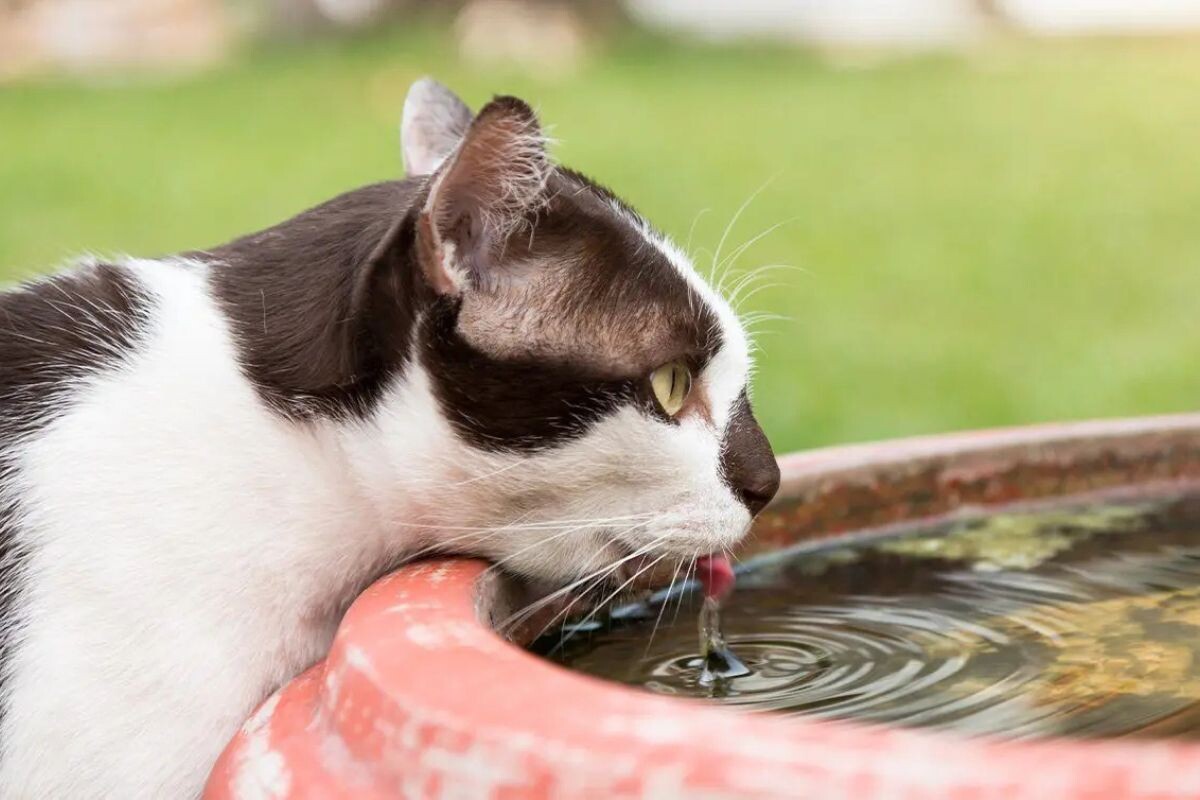 Кот пьет стоячую воду 