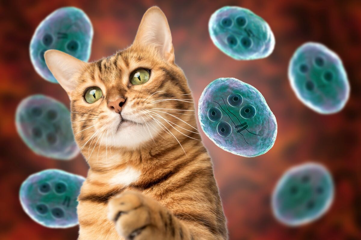 Giardia у кошек