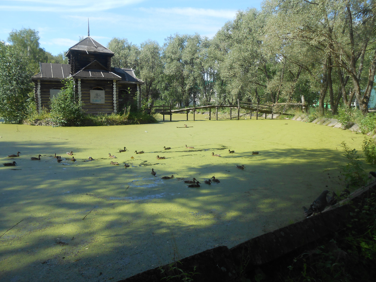 Водоем зарос ряской, утки в водоеме