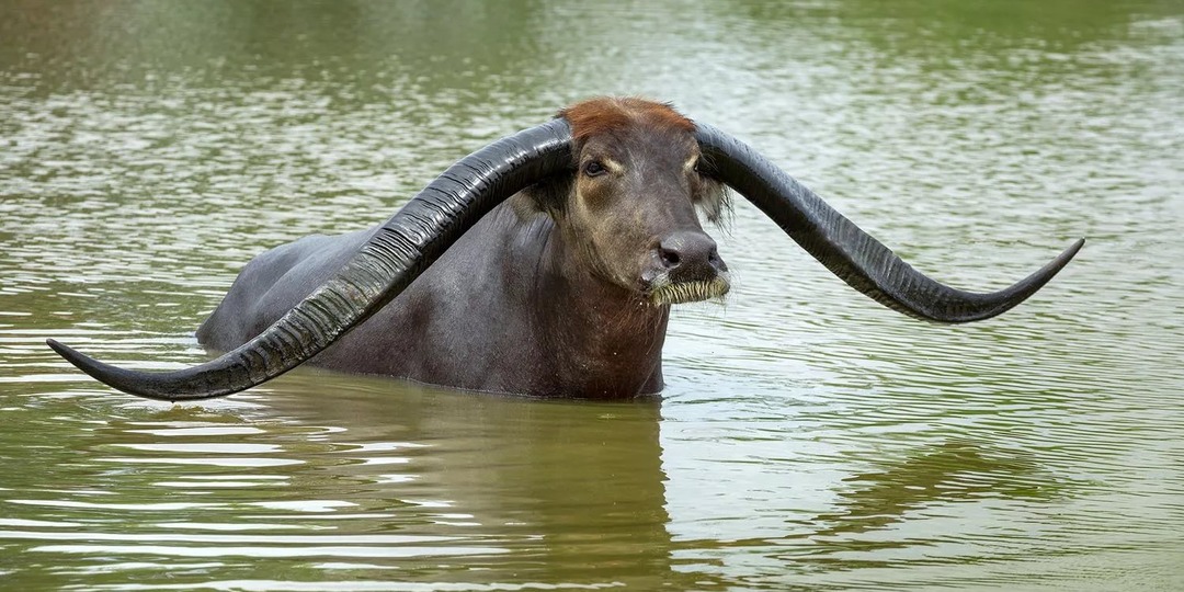 Арни: Огромные дикие водяные коровы. Последние 4000 особей, их сила и поведение