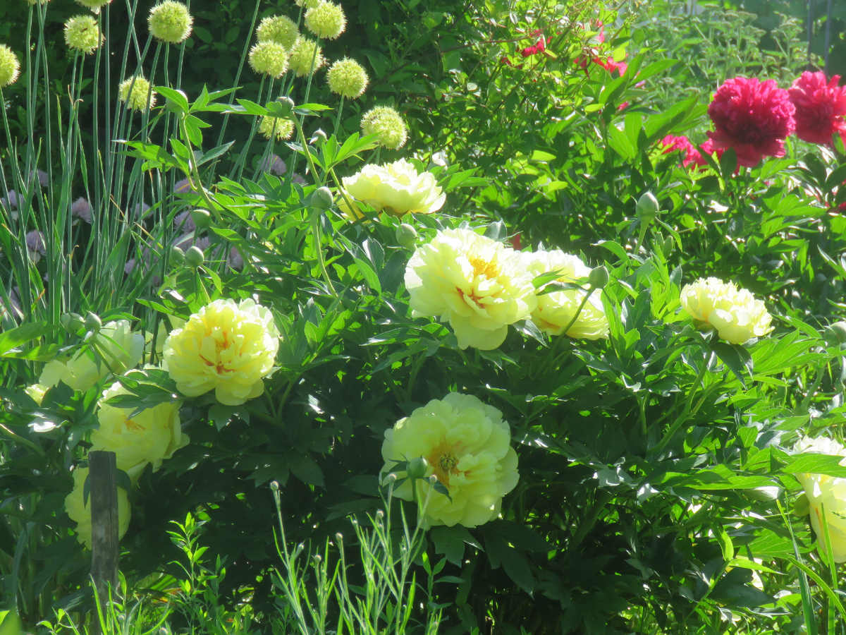 гостевое фото "Бартзелла"