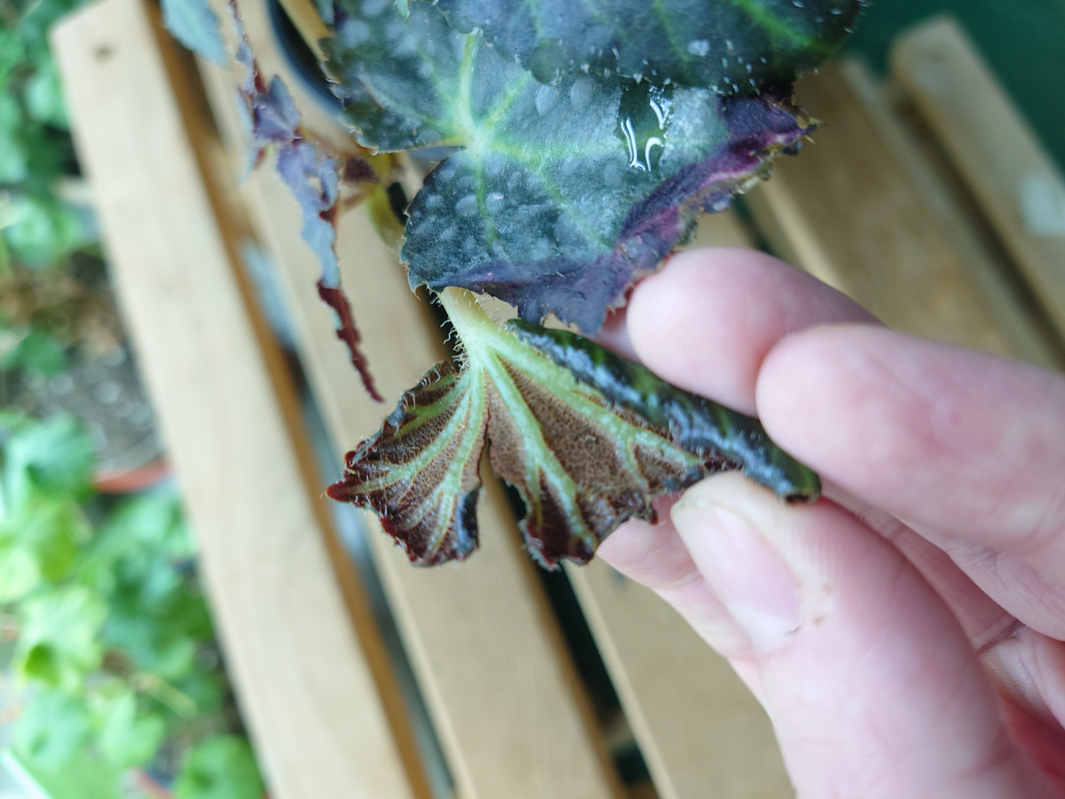 Вид листа бегонии, поражённой оранжерейным клещом