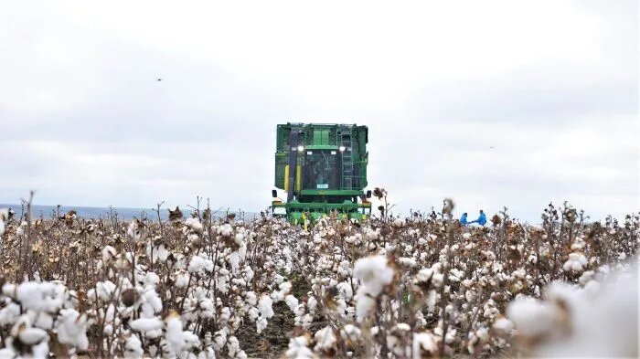 В 2020 году АО СХП «Терский» собрал первый промышленный урожай хлопка. // Фото: терскийсхп.рф