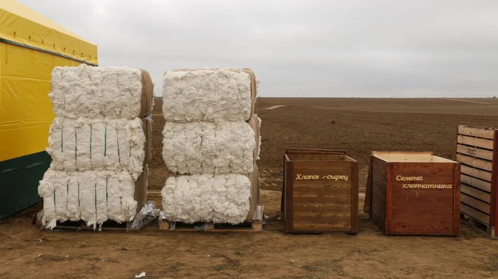 Проект «Хлопок Руси» анонсировали на Ставрополье в 2019 году. // Фото: терскийсхп.рф