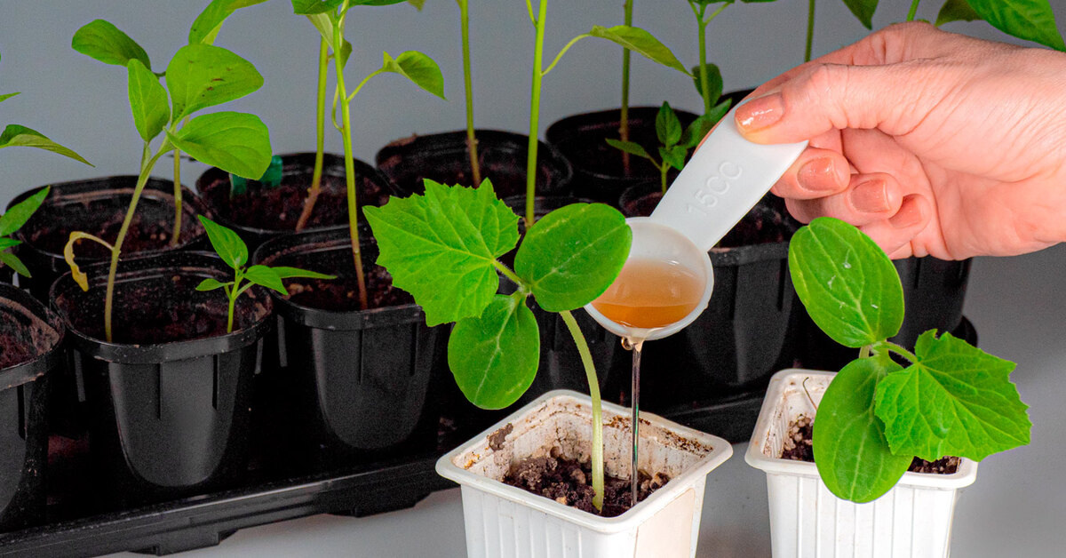 Полив рассады — это важно