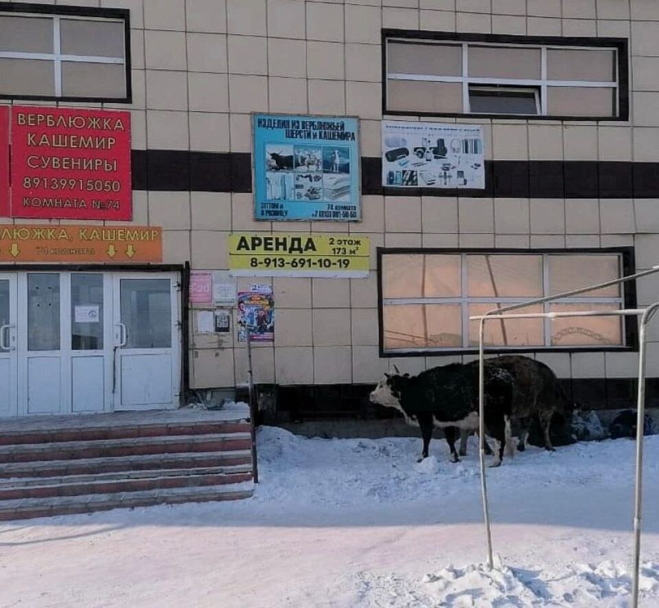    Безнадзорные коровы в Кош-Агаче. Источник: Телеграм-канал "Горно-Алтайск"