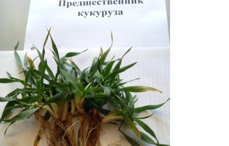    Септориоз зерновых нельзя упускать из виду