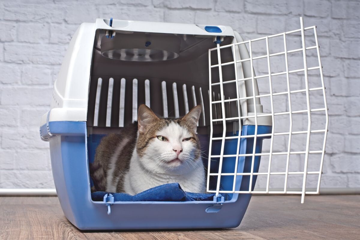 Как приручить кошку к переноске