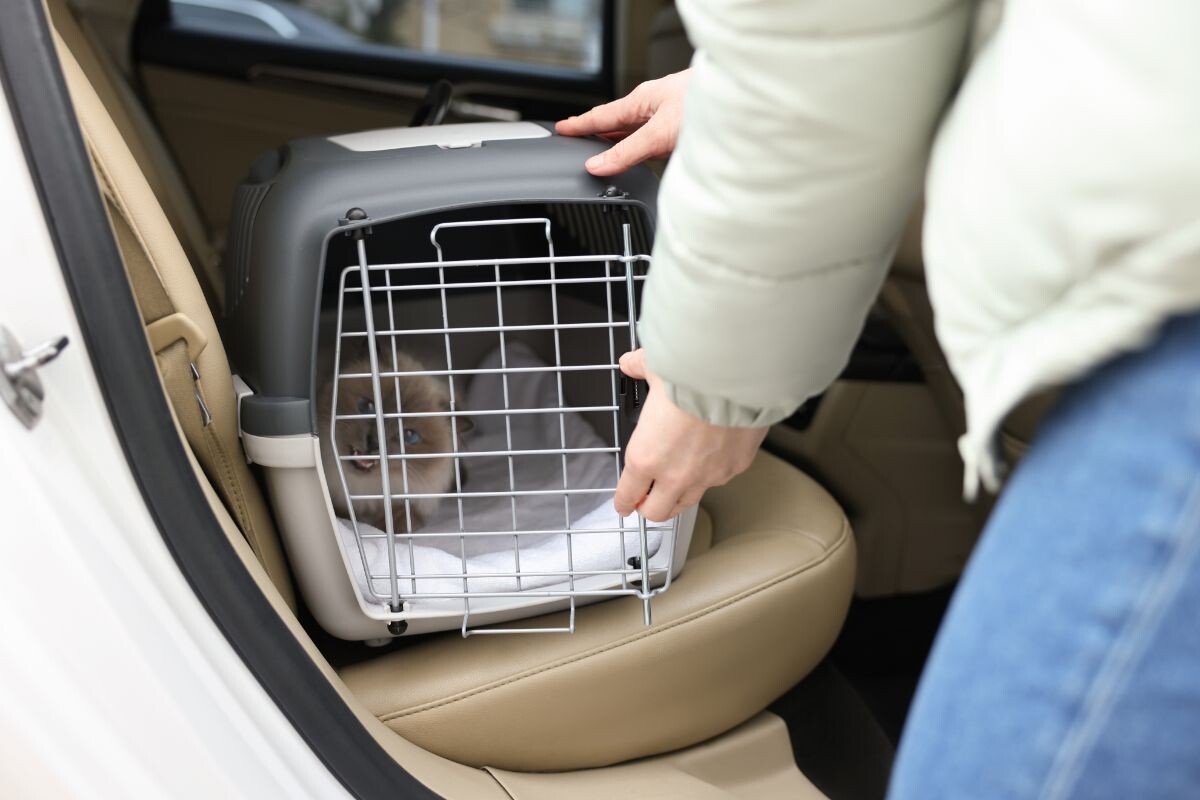 Кошка в переноске в машине 