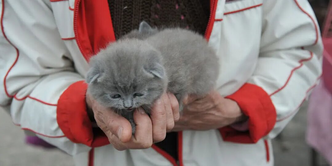 Спас, получается....