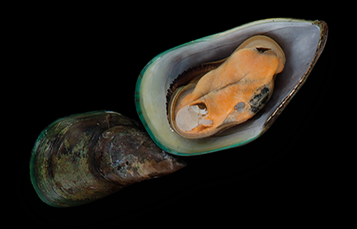 Зеленогубый моллюск / Изображение AlphaPet