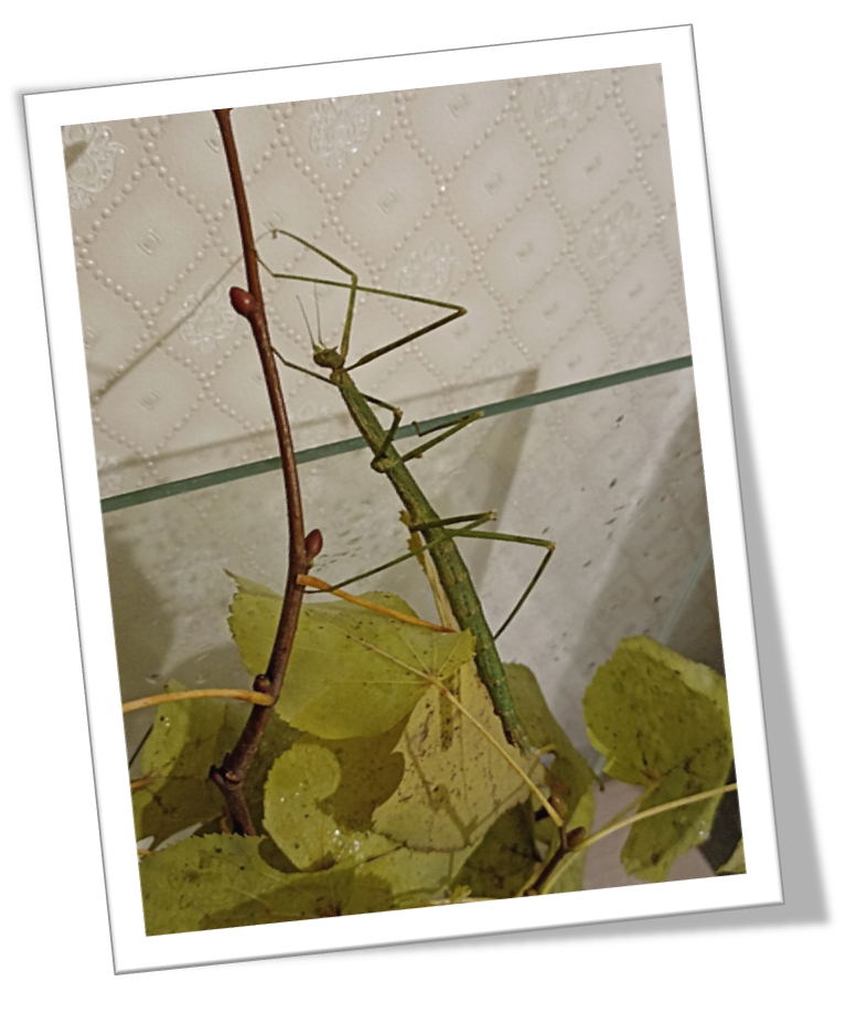 Аннамский палочник