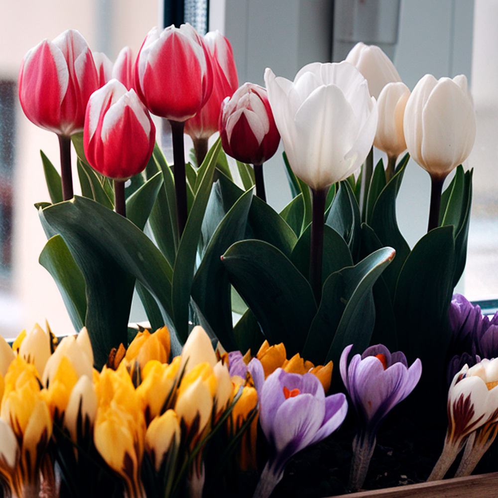 Весенние луковичные цветы