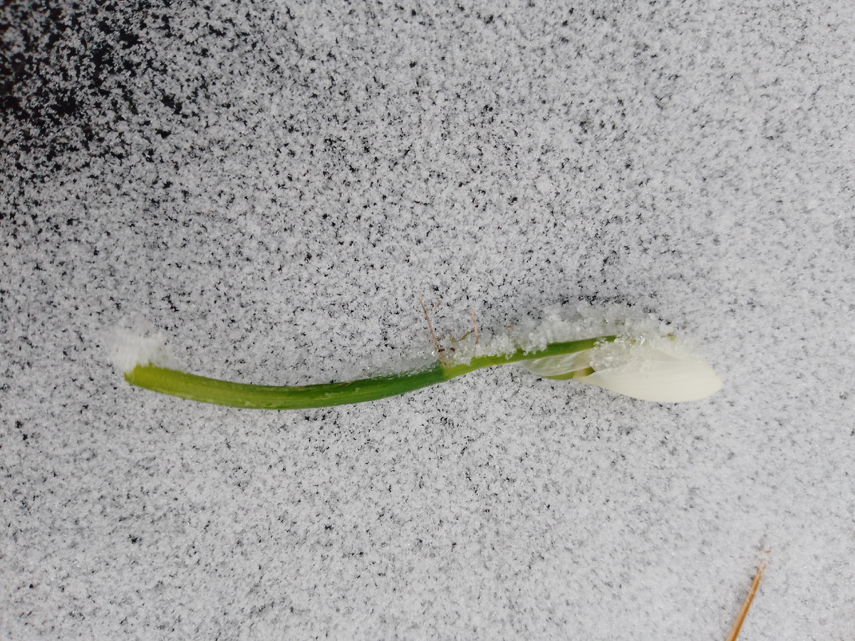 Единственный мой вылезший подснежник уже кто-то отгрыз((