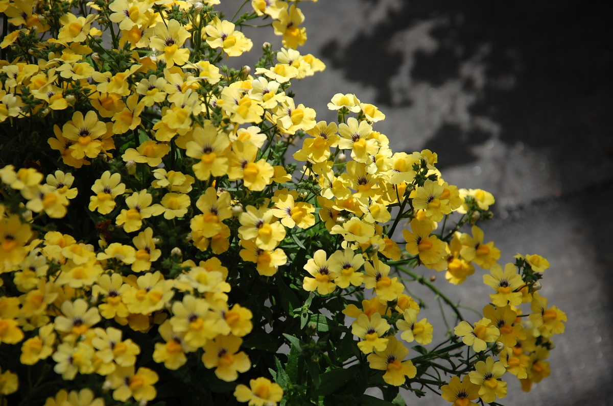 Источник фото: archiwum.allegro.pl