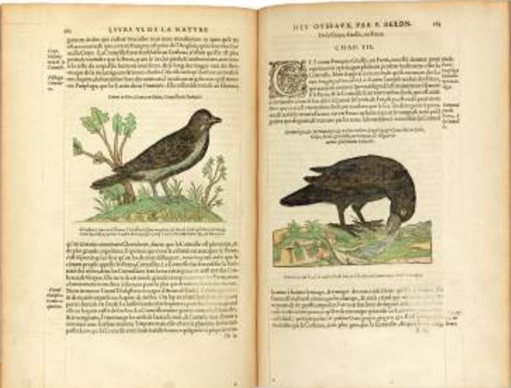     Ворона и грач Пьер Белон, «Естественная история птиц», издана Жилем Коррозе, Париж, 1555 год, p. 282–283
