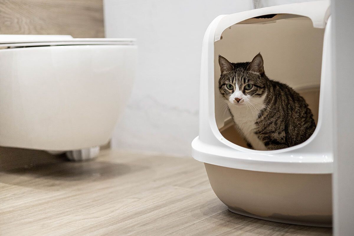 Если выбираете закрытый лоток, смотрите, чтобы он был достаточно просторным. Источник: Shutterstock📷
